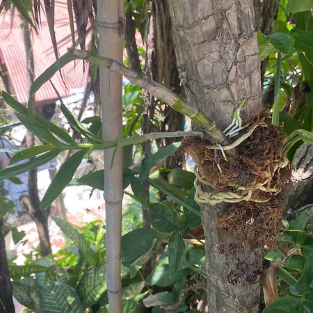 Owl House Hotel Piedades Exterior foto
