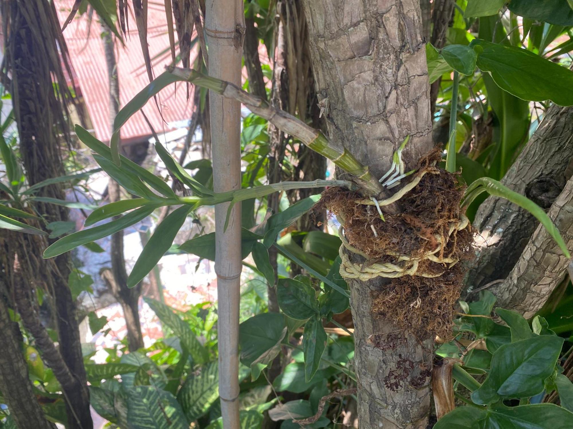 Owl House Hotel Piedades Exterior foto
